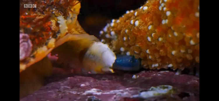Red-banded commensal scaleworm (Arctonoe vittata) as shown in Blue Planet II - Coasts